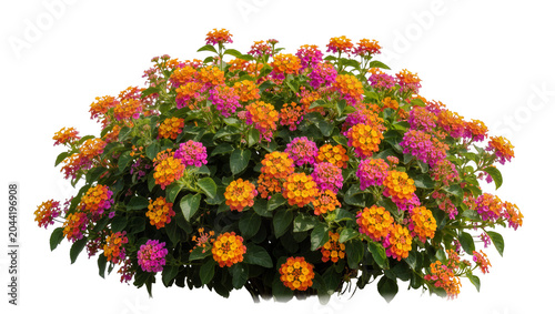 Foto Vibrant Lantana bush with pink and orange flowers