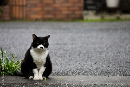 Photos 前足を揃えて門の前で待つ姿がかわいい黒白の野良猫