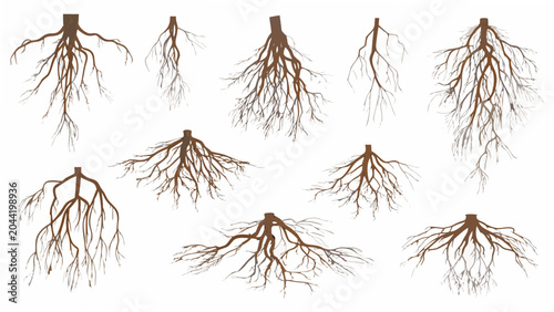 Bild auf Leinwand A collection of exposed plant roots a detailed vector illustration with a light