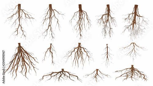 Canvastavla A collection of exposed plant roots illustrated in a vector style with a light c