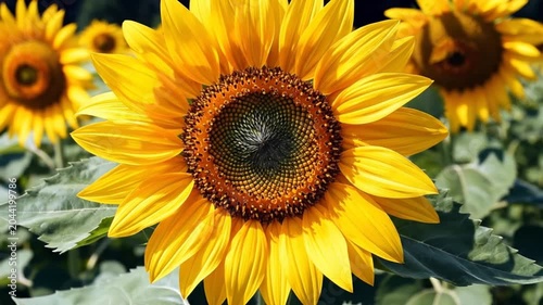 Close-up view of a bright yellow flower with many petals in the sunlight