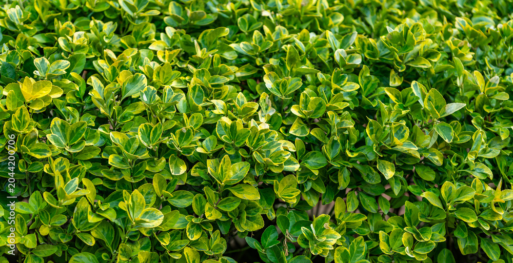 Fotografie Green leaves cover dense foliage