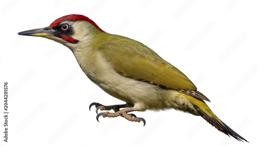 Fototapeta premium European green woodpecker bird with red crown and black eye stripe