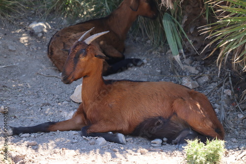 Goat Mallorca