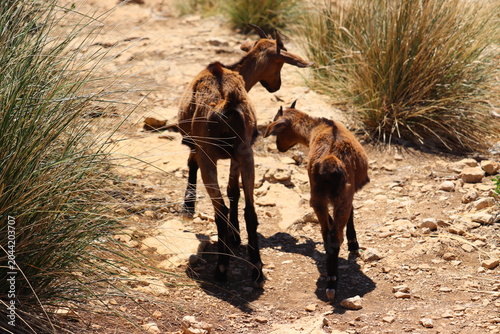 Goat Mallorca