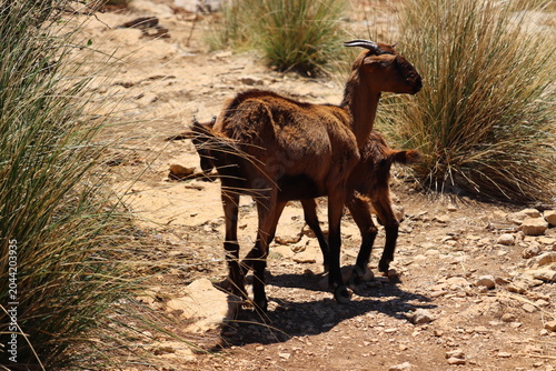 Goat Mallorca