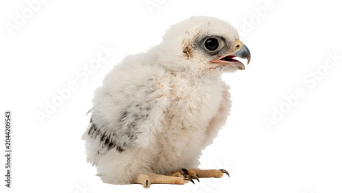 Small wild eagle or hawk chick bird sitting full body on transparent background