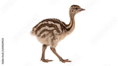 Photos Small wild emu or ostrich chick bird standing full body on transparent backgroun