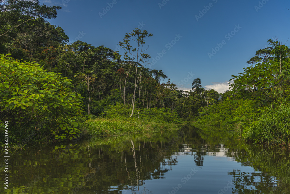 Fototapeta premium tropical rainforest view from the river Peru.