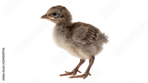 Принти на полотні Small wild turkey chick poult bird standing full body side view on transparent b