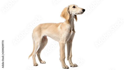 Tableau sur toile Small elegant saluki or afghan hound dog standing full body on transparent backg