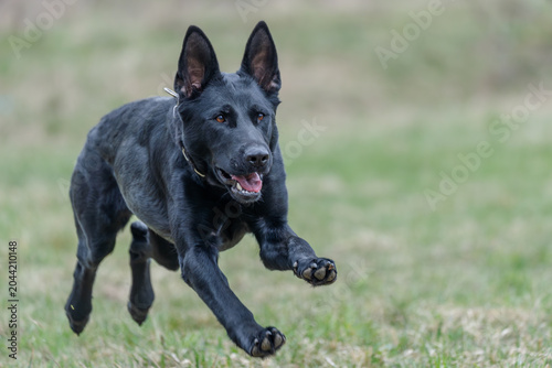 Fotografie The dog in the picture is probably a black German Shepherd or Dutch Shepherd