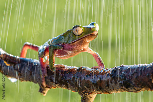 Canvas Print Super tiger-leg monkey tree frog (Phyllomedusa tomopterna), Alajuela, Costa Rica