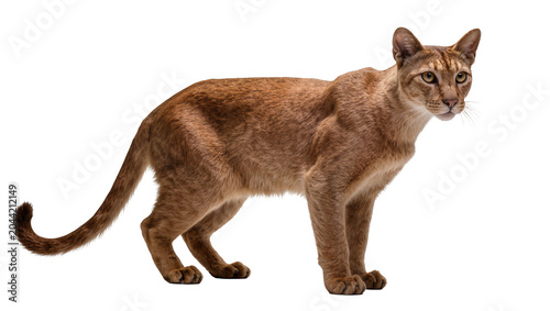 Quadro su tela Fawn colored wild cat with pointed ears and yellow eyes