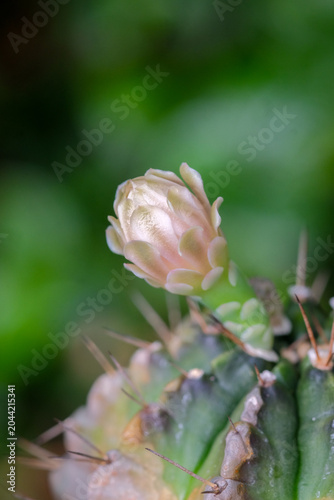 The flowers of the cactus are beautiful.