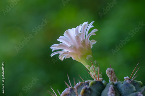 The flowers of the cactus are beautiful.