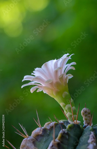 The flowers of the cactus are beautiful.
