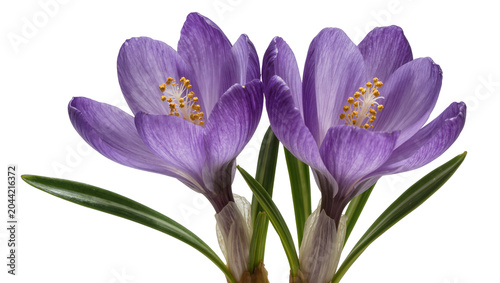 Εκτύπωση καμβά Purple Crocus Flowers with Green Leaves