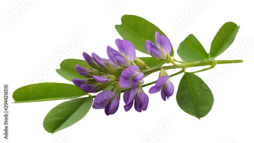 Fotografie Purple alfalfa flowers and green leaves on stem