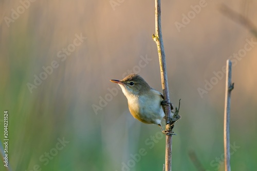 A Little reed warbler sits on a reed stalk.  A little reed warbler in its natural environment. Acrocephalus scirpaceus.