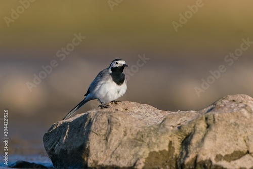 A white wagtail sits on a stone. A white wagtail sits on a stone. Motacilla alba. A white wagtail in the nature habitat.