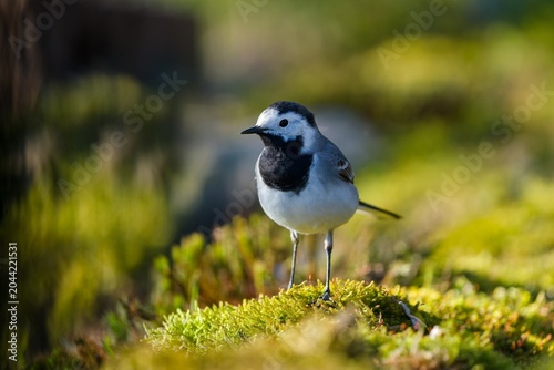 Photography Closeup portrait of a white wagtail