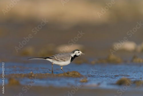 A white wagtail searches for food in the mud at the bottom of a drained pond. A white wagtail sits on a stone. Motacilla alba. A white wagtail in the nature habitat.