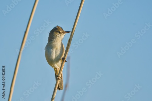 Little reed warbler sits on a reed stalk, blue sky in the background. A little reed warbler in its natural environment. Acrocephalus scirpaceus.