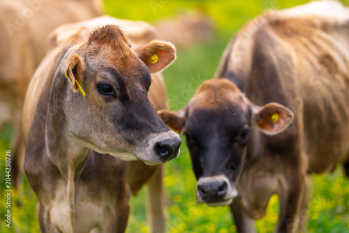 Obraz na płótnie Herd appears behind cow portrait
