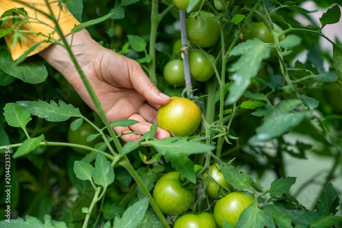 Fotografi Close up of hand holding tomato still unripe but beginning to ripen inside greenhouse environment