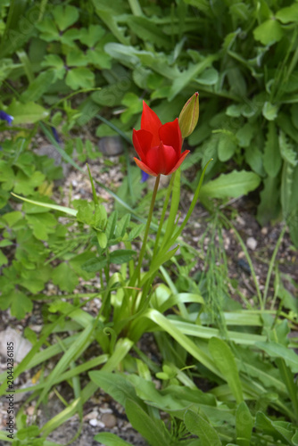 Wildtulpe