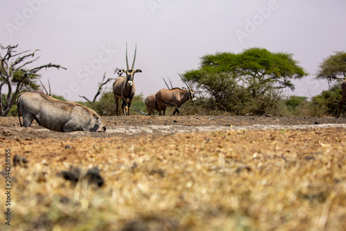 The Common Warthog (phacochoerus africanus) is a wild member of the pig family found in grassland, savanna, and woodland in sub-Saharan Africa.	