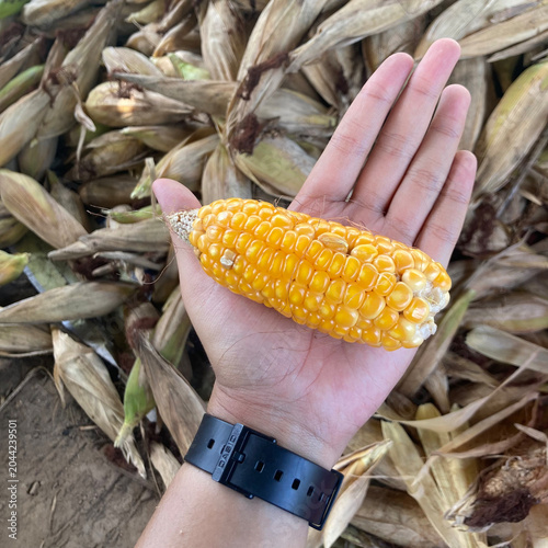 Freshly Harvested Sweet Corn