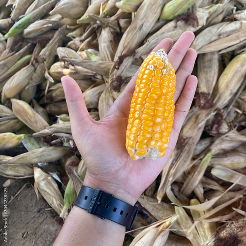 Corn Harvest in Hand