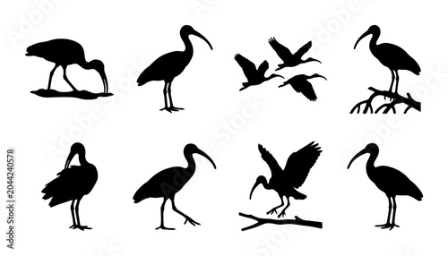 Bild auf Leinwand Ibis Bird Silhouettes Collection, Wildlife Vector Graphics, Elegant Avian Poses,