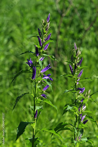 Breitblättrige Glockenblume