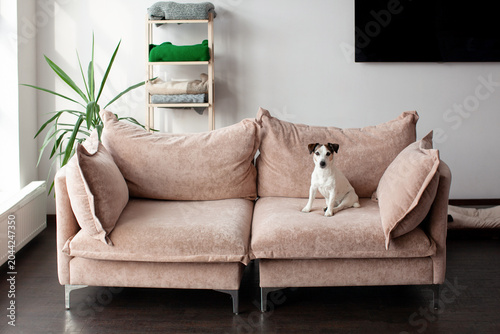 Canvastavla Indoor domestic puppy dog sitting on sofa looking at camera at big living room,