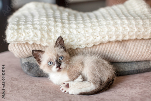 Konstfotografi Portrait of Adorable kitten with blue eyes relaxing on sofa and looking up indoo