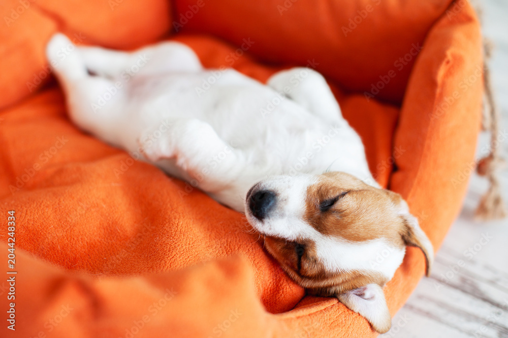 Obraz premium Cute Puppy Sleeping in orange dog's bed