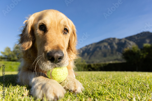 Golden retriever is lying on short green lawn and is holding neon tennis ball, hills behind