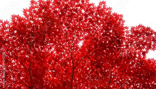 Vibrant red autumn tree leaves in bright sunlight with natural background