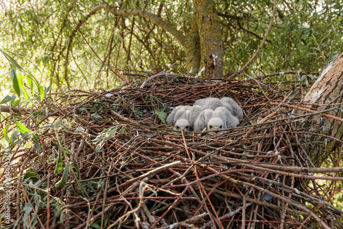 Common Sparrowhawk chicks in the nest in the branches of a willow tree. Accipiter nisus.