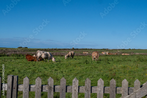 Pastoral view with grazing bovines in grassy field near weathered wooden fence