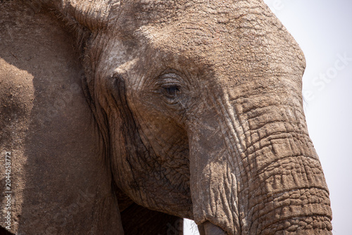 Close up of an Elephants tusk and trunk.