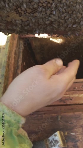 Beekeeper Holding Honeycomb Frame Covered with Honey Bees Close Up