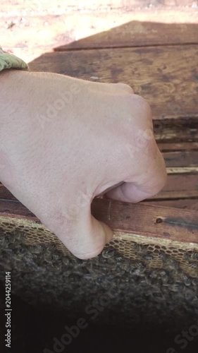 Beekeeper Holding Honeycomb Frame Covered with Honey Bees Close Up