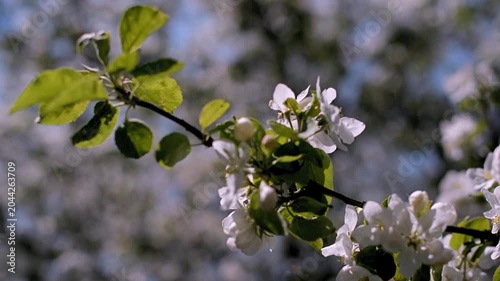 appletree blossom branch in the garden in spring
