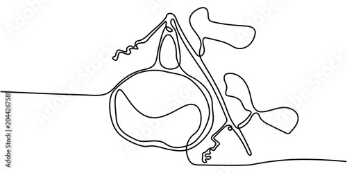 Tableau sur toile Minimalist Continuous Line Drawing of a Fresh Calabash Gourd