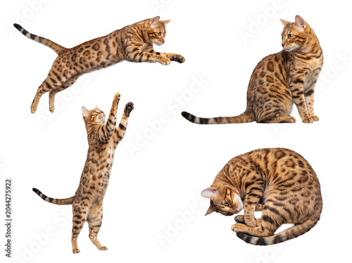 Photograph of four beautiful Bengal cats showcasing their agile and playful nature.