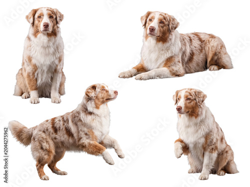 Beautiful studio photograph of four intelligent Australian Shepherds in various alert poses, isolated on transparent.